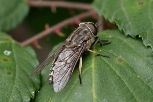 Réf. 347 667 : Tabanus autumnalis