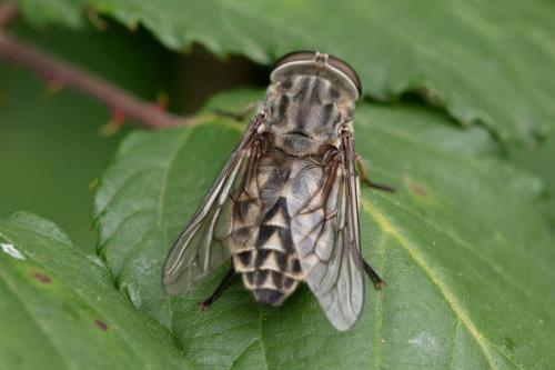 Réf. 347 666 : Tabanus autumnalis