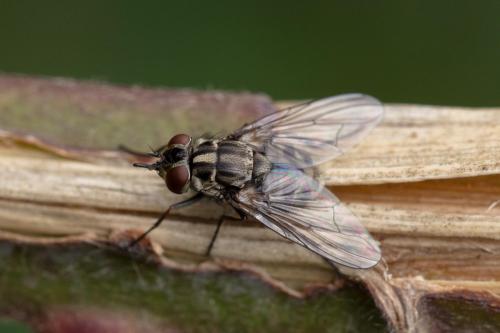 Réf. 347 981 : Stomoxys calcitrans