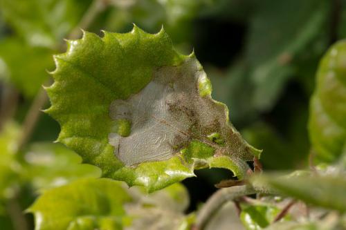 Phyllonorycter belotella