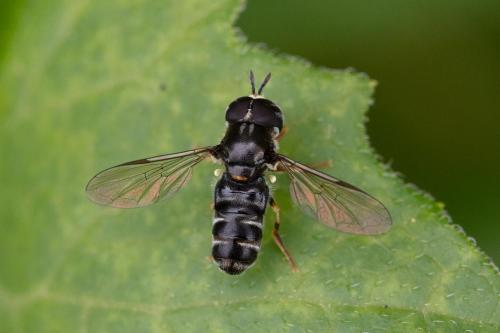 Réf. 347 985 : Paragus sp.