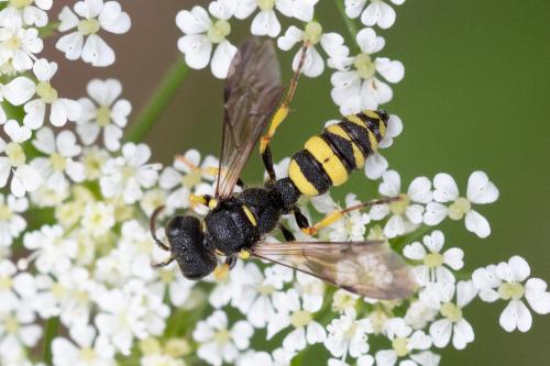Cerceris sp.