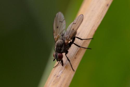 Anthomyia confusanea