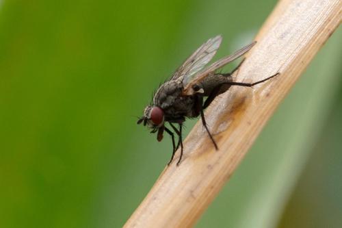 Anthomyia confusanea