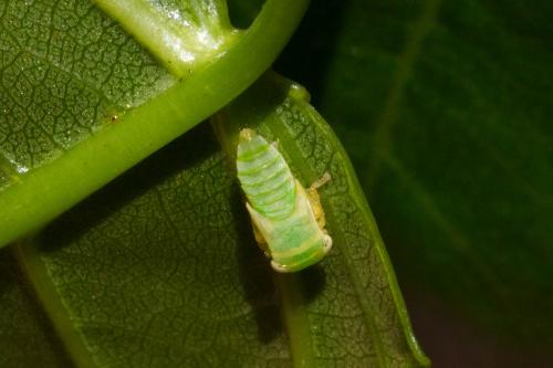 Réf. 347 932 : Populicerus populi