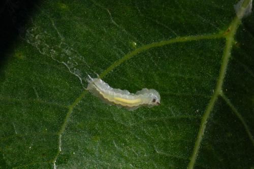 Réf. 347 789 : Phyllocnistis unipunctella