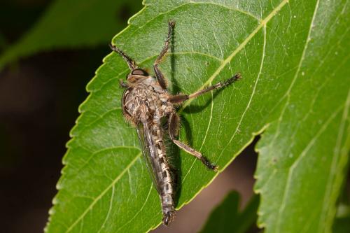 Réf. 347 931 : Eutolmus rufibarbis
