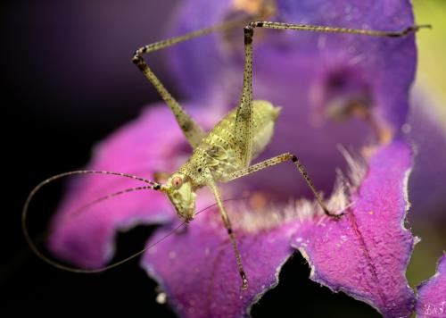 Réf. 347 845 : Phaneroptera sp.