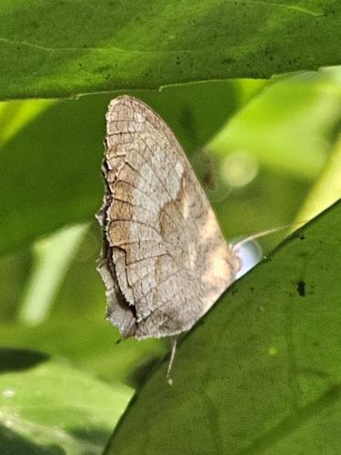 Réf. 347 485 : Maniola jurtina