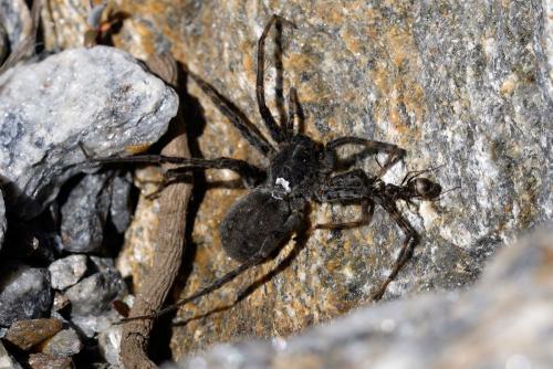 Pardosa sp.