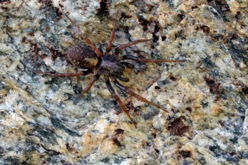 Arctosa alpigena