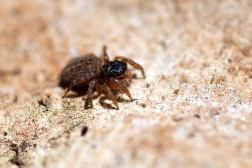 Euophrys terrestris