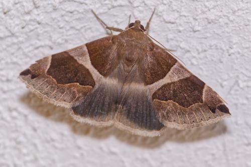 Réf. 347 735 : Dysgonia algira