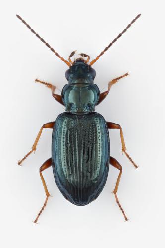 Réf. 347 604 : Bembidion deletum