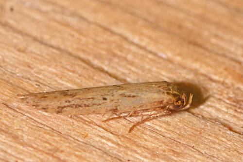 Réf. 347 166 : Blastobasis sp.