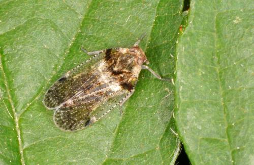 Réf. 347 318 : Cixius sp.