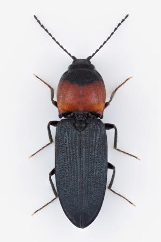 Cardiophorus ruficollis