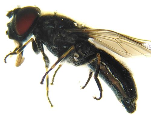 Cheilosia laticornis