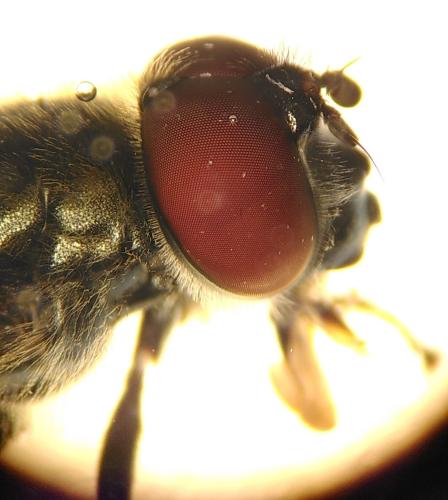 Réf. 347 480 : Cheilosia laticornis