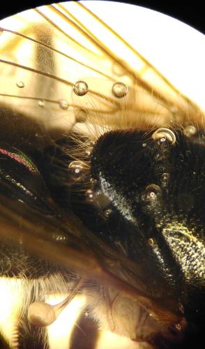 Réf. 347 483 : Cheilosia laticornis