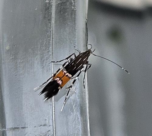 Réf. 347 426 : Cosmopterix pulchrimella