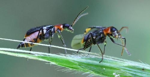 Axinotarsus ruficollis