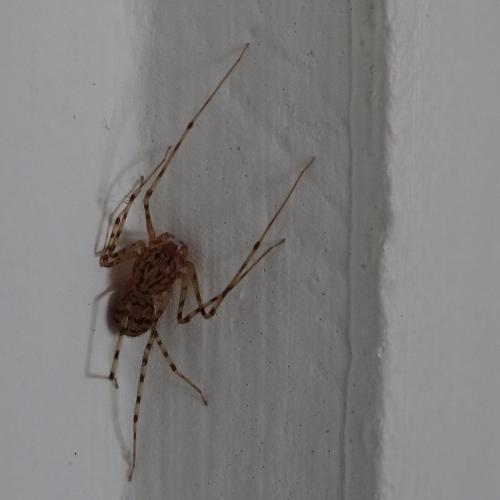 Réf. 347 489 : Scytodes thoracica