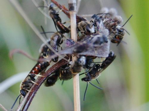 Réf. 347 059 : Lasioglossum calceatum
