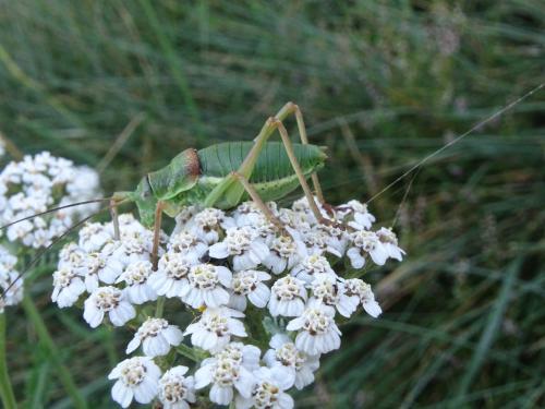 Réf. 347 240 : Ephippiger diurnus diurnus