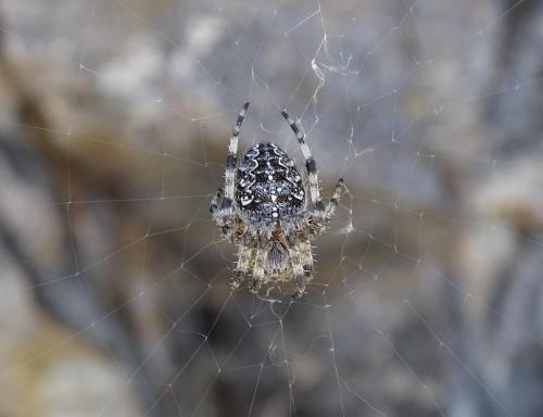 Réf. 347 019 : Araneus sp.