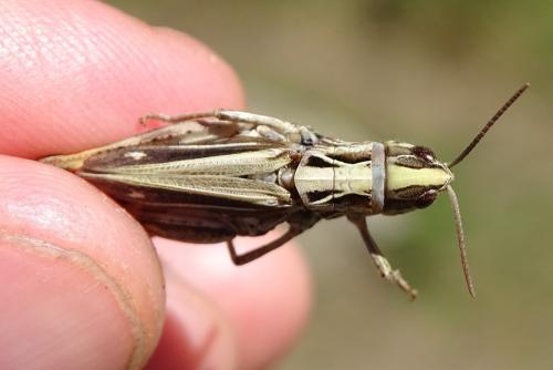 Réf. 347 146 : Chorthippus saulcyi vicdessossi