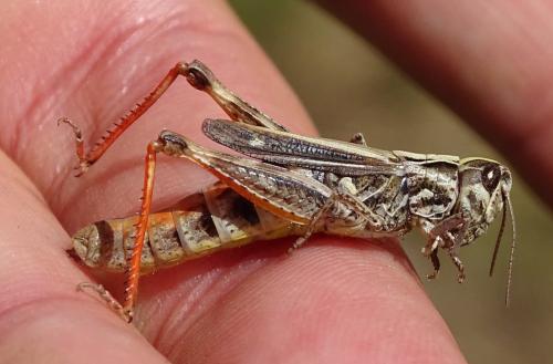 Réf. 347 145 : Chorthippus saulcyi vicdessossi