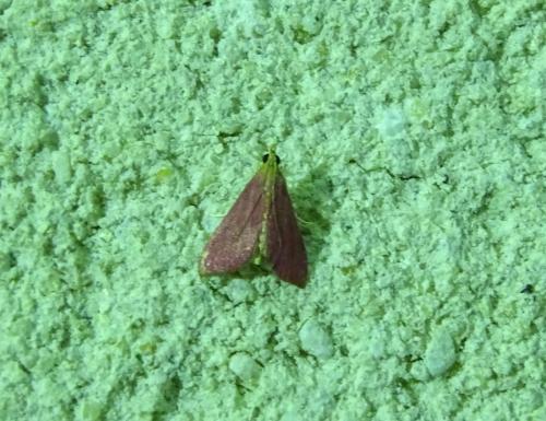 Pyrausta inornatalis