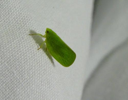 Acanalonia conica
