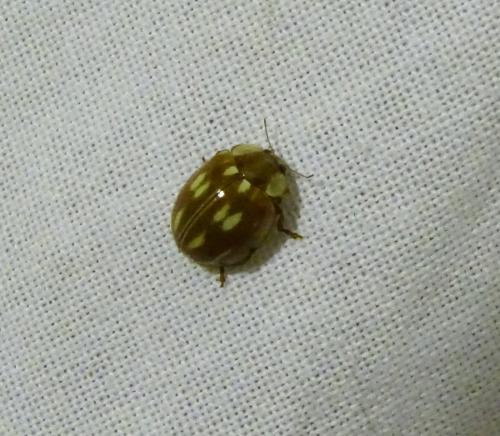 Myzia oblongoguttata