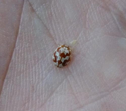 Myrrha octodecimguttata