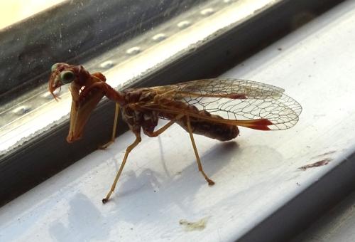 Réf. 347 299 : Mantispa styriaca