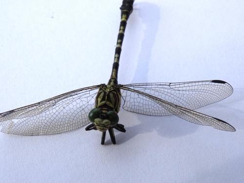 Onychogomphus forcipatus
