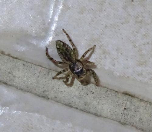 Marpissa muscosa