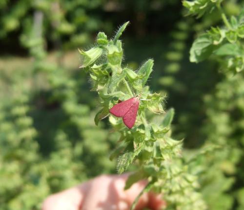 Pyrausta inornatalis