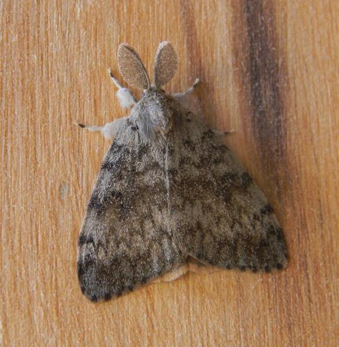 Lymantria dispar