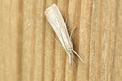 Réf. 347 039 : Agriphila straminella