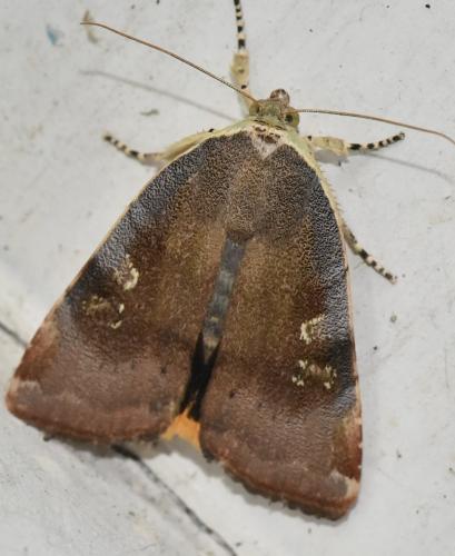 Noctua sp.