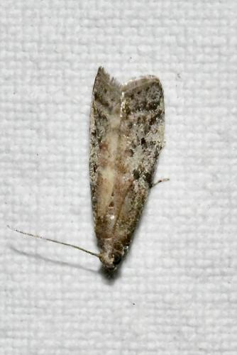 Phycitini