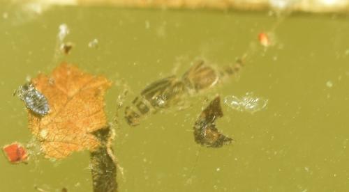 Caenis sp.