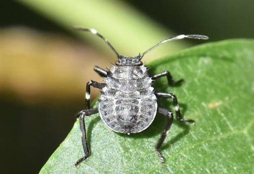 Réf. 347 765 : Halyomorpha halys