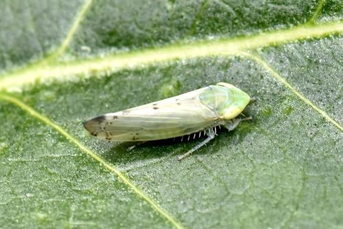 Réf. 347 764 : Synophropsis lauri