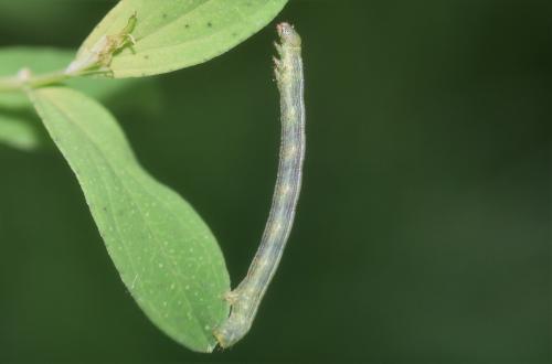 Réf. 347 170 : Cleora cinctaria