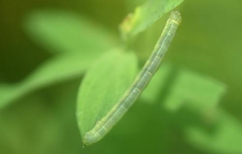 Réf. 347 171 : Cleora cinctaria