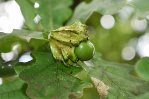 Andricus quercuscalicis